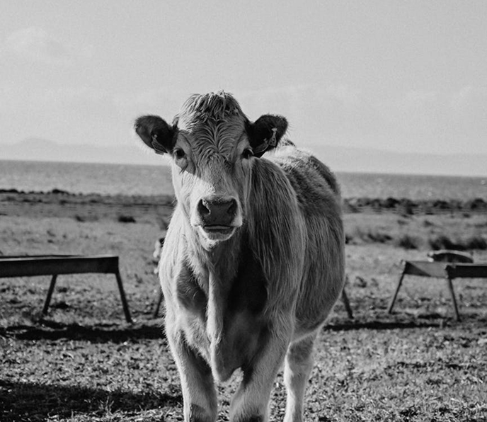 LaurenceGavillet Accueil ruminants