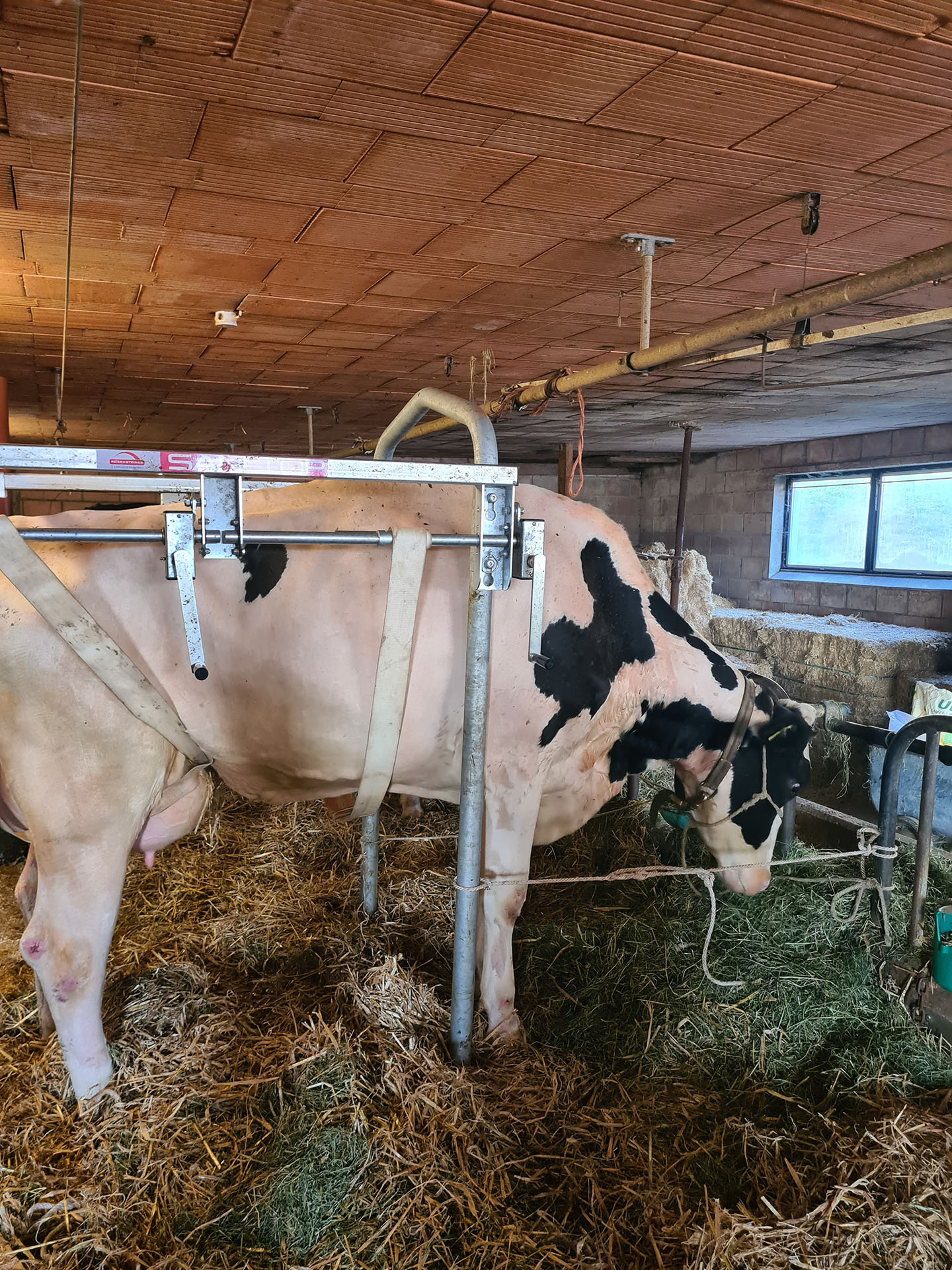 LaurenceGavillet Ruminant 2