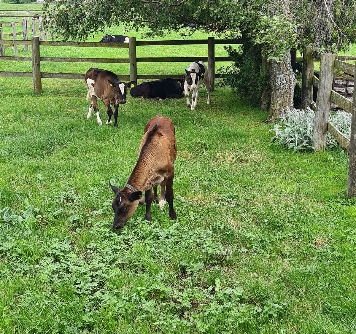 LaurenceGavillet Ruminant 4