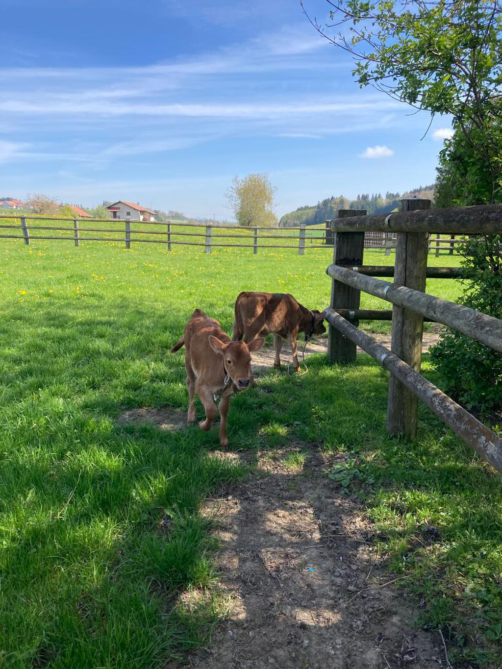 LaurenceGavillet Ruminant 5