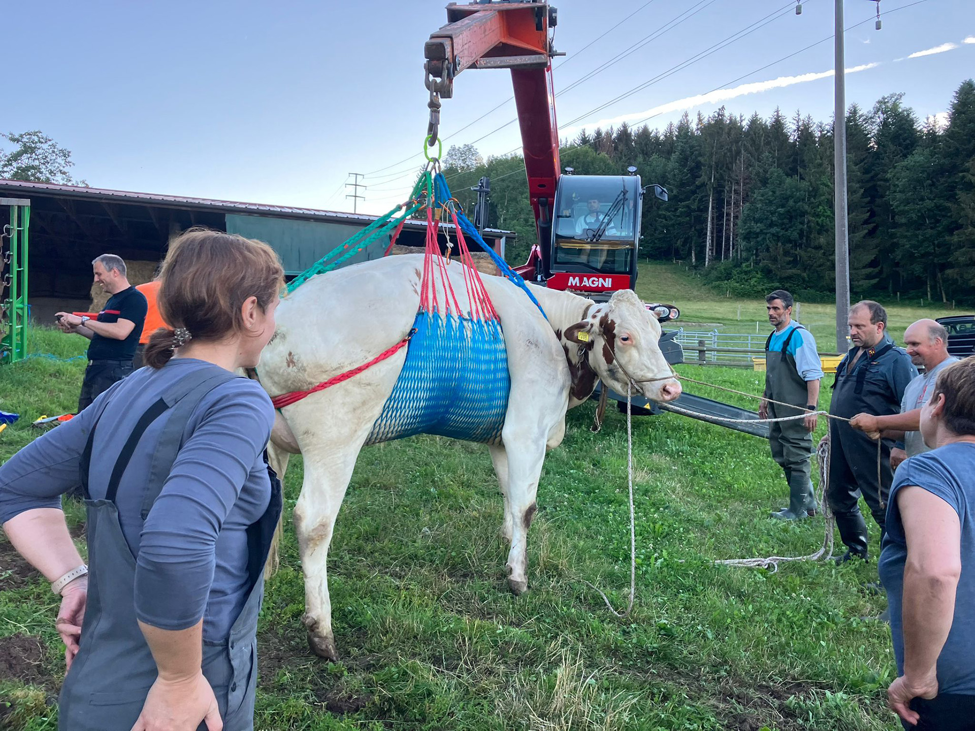 LaurenceGavillet Ruminant 6