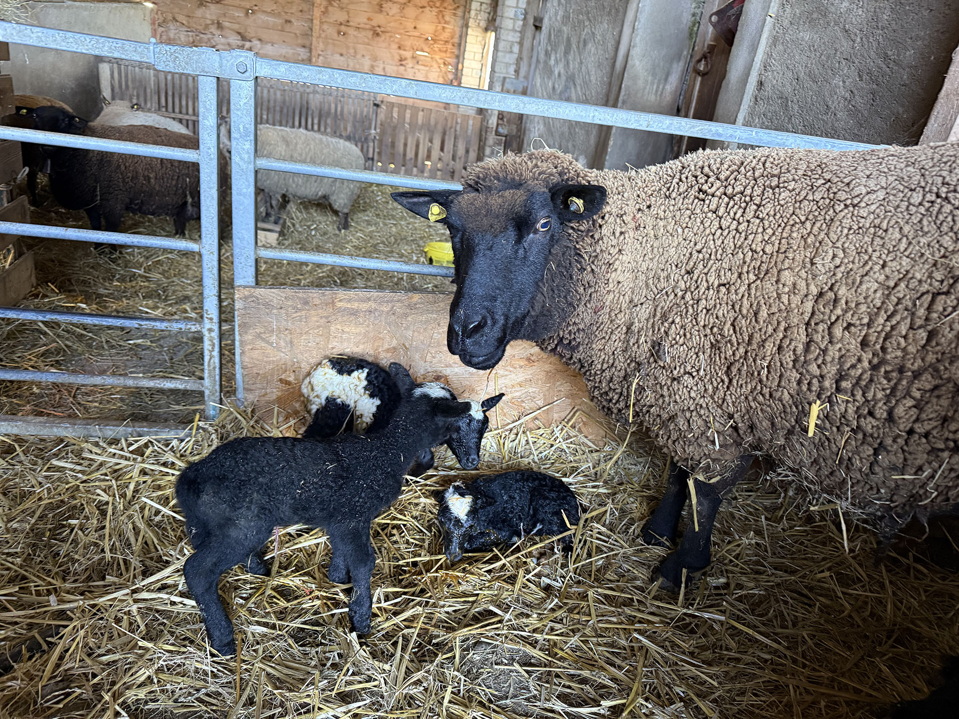 LaurenceGavillet Ruminant 7