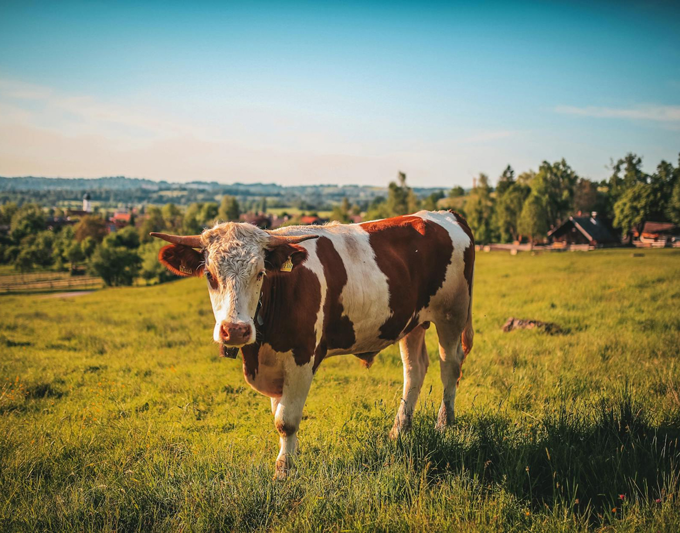 LaurenceGavillet Ruminant Header
