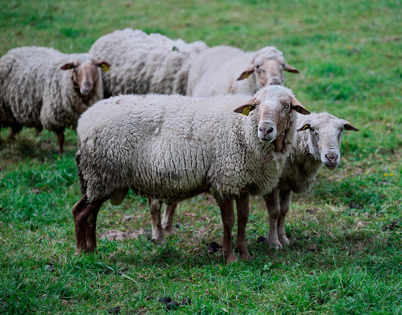 LaurenceGavillet Ruminant banner3
