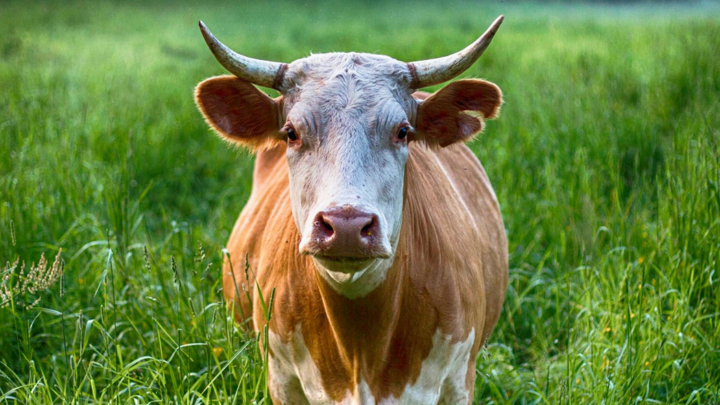 LaurenceGavillet Ruminant banner4