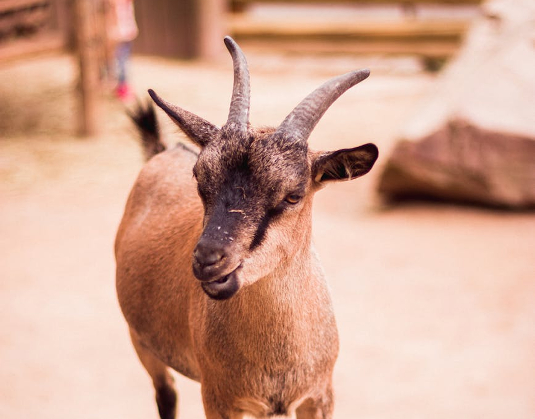 LaurenceGavillet Ruminant pres