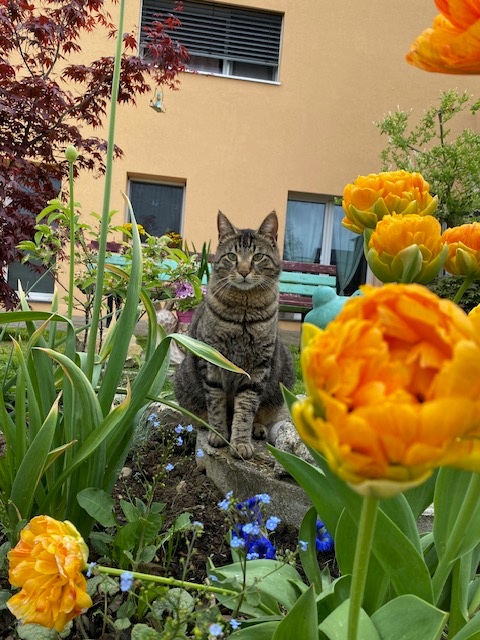 LaurenceGavillet chiens Chats 3