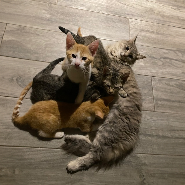 LaurenceGavillet chiens Chats 4